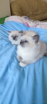 Ragdoll koťátka