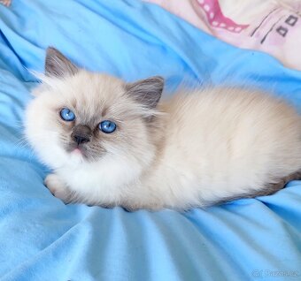 Ragdoll koťátka