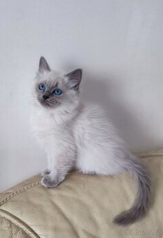 Ragdoll koťátka