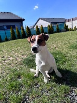 Jack Russel