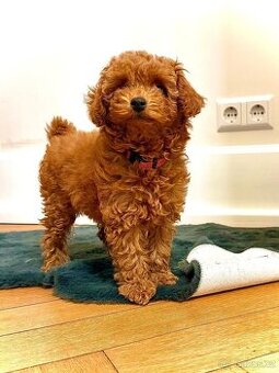 Labradoodle - 1
