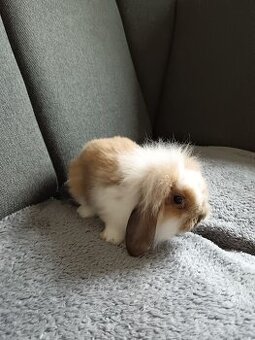 Zakrslý králík teddy gen beránek kluk hnědo bílý