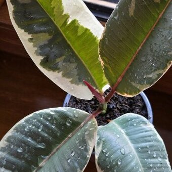 Ficus elastica Roxb. ex Hornem. - 1