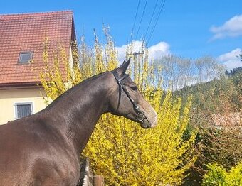 Achal- Teke pripousteni