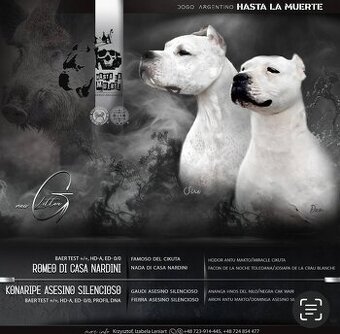 ARGENTÍNSKA DOGA ( Dogo Argentino )
