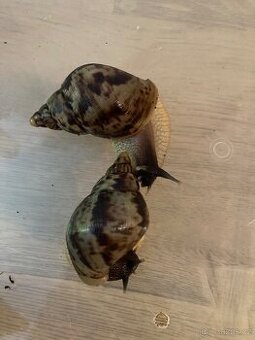 Lissachatina reticulata clasic