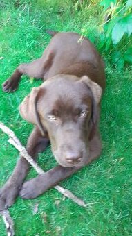 Hnědý Labrador 6měs. s PP