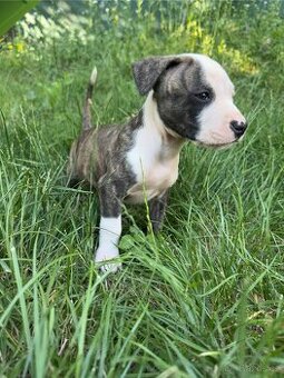 Americký pitbulteriér APBT s PP
