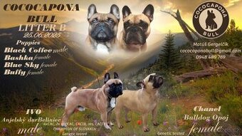 Francúzsky buldoček s PP (FCI)