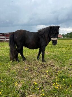 Shetlandsky pony 3 létá klisna s PP
