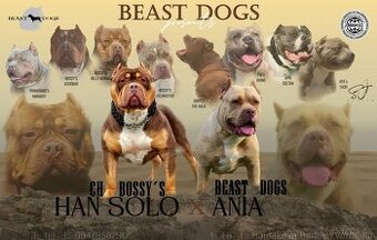 American bully