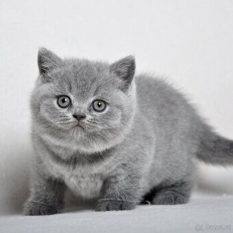 Briská modrá koťátka s PP