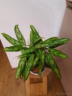 Pokojová květina Aglaonema REZERVACE do 9.11. do 18:00