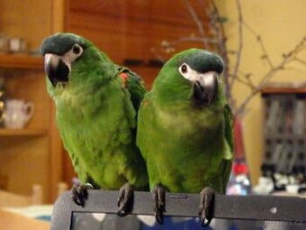 Prodej ara červenoramený