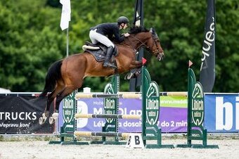 10letý valach po Cornet Obolensky