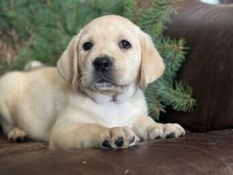 Labradorský retriever