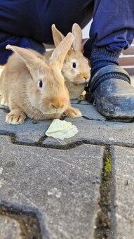 Burgundští králíci