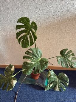 Monstera Thai constellation