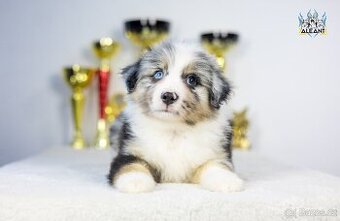 Miniatúrní americký ovčák s PP- instagram - Aleantmas