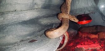 Hroznýšovec duhový forma banana