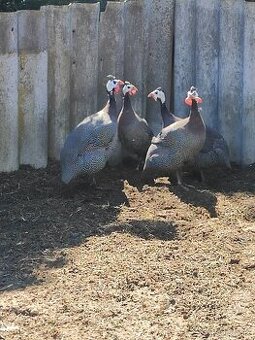 NV perlička kropenatá