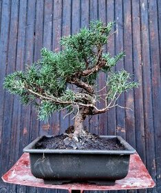 Bonsai, Bonsai, yamadori - Juniperus simpactu 1