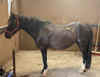 černá welsh pony of cob type kobylka