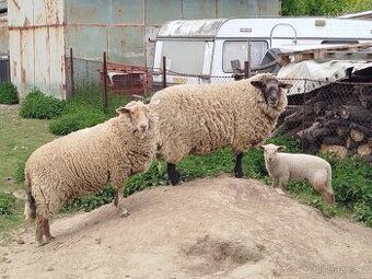 Prodám ovce- rezervace do 13.5.2025