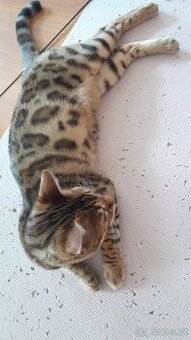Bengalská kočka