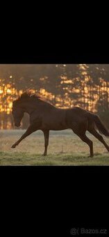 Plemenný Quarter Horse
