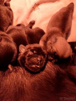 Mops bez PP