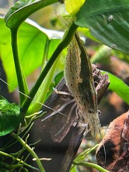 Caridina Japonica - 1