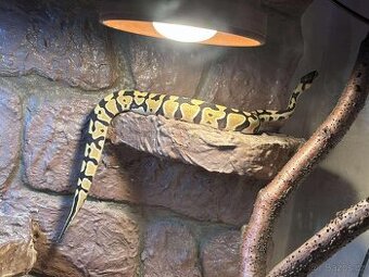 Python desert ghost + terárium
