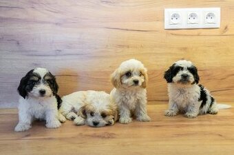 Maltipoo štěňátka