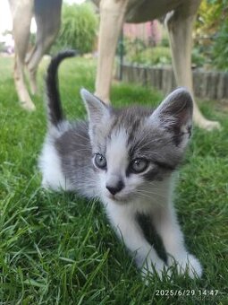 Kocourci