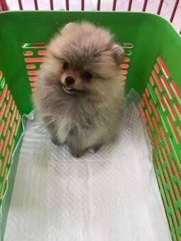 Pomeranian mini