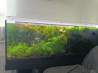 Akvarium