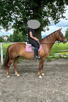 ČT kobyla s výkonností L