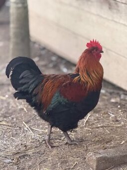 🐓 Prodáváme krásné mladé kohoutky