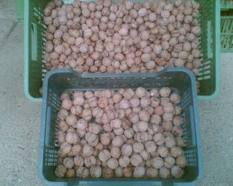 Vlašské ořechy neloupané