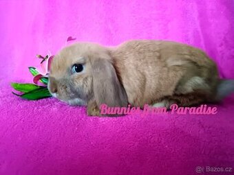 HNĚDOOKÁ BOUBELIČKA ❤️❤️❤️