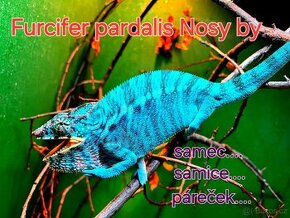 Chameleon pardáli Nosy be