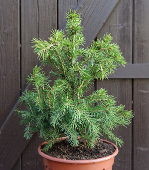 Smrk ztepilý "Mikulášovice" - čarověník