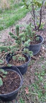 Borovice osinatá  30-50 cm