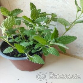 Šanta kočičí (rostliny) Léčivá rostlina
