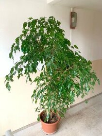 Ficus benjamina - zdravý, pěkně rostlý