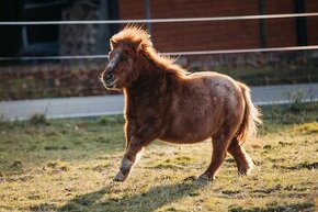 Obsedlý hodný 4 letý valach shetland pony