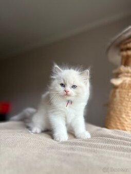 Ragdoll kotě s PP / Ragdoll s PP