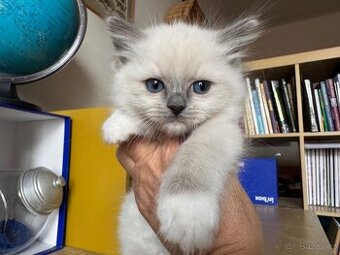 Ragdoll kotě s PP / Ragdoll s PP