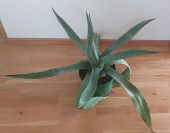 Prodám Agáve,výška-65cm,šířka-90cm.500Kč.Menší za 250 Kč. - 1